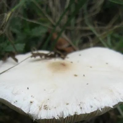 赤豆是什么