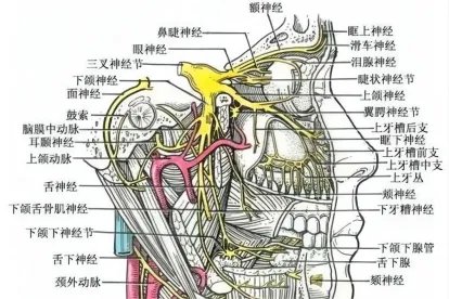 神经系统解剖图大全