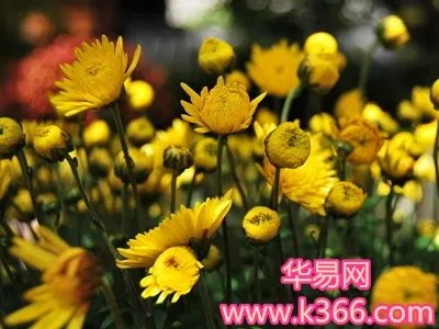 梦见黄菊花