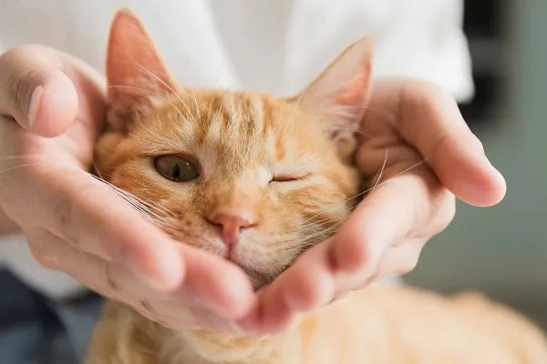 梦见猫追我什么意思 梦见猫追我预示什么