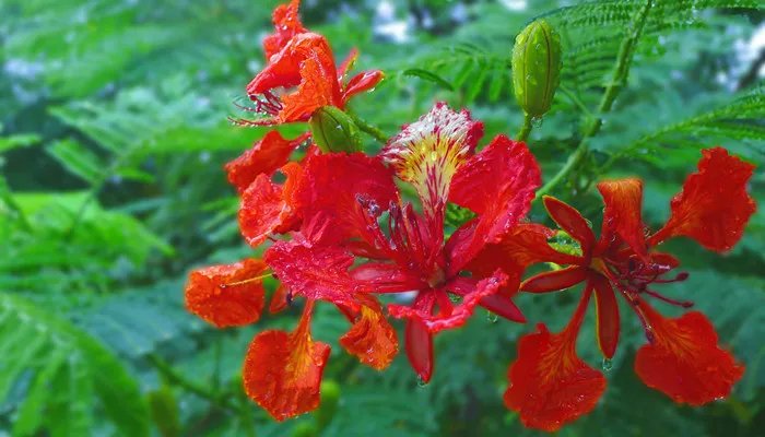 花楹的花语 花楹的花语是什么