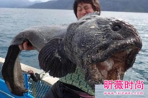 渔民捕获巨型狼鱼 巨型狼鱼身长多少（图）
