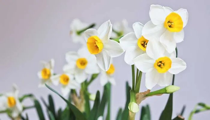 凌波仙子是什么花 什么花别称是凌波仙子