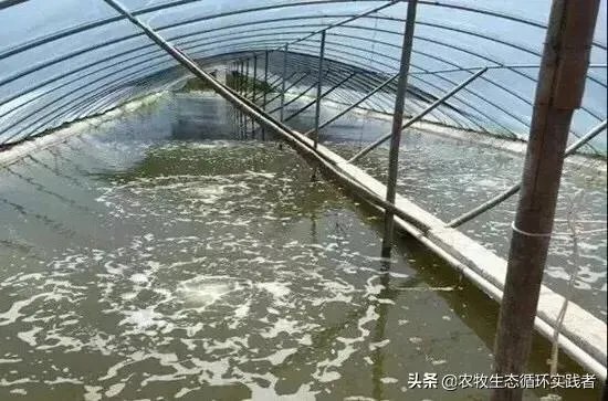 大棚养虾可靠吗?