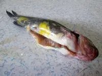 嘎鱼炖豆腐的家常做法?