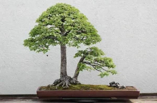 榆树盆景图片