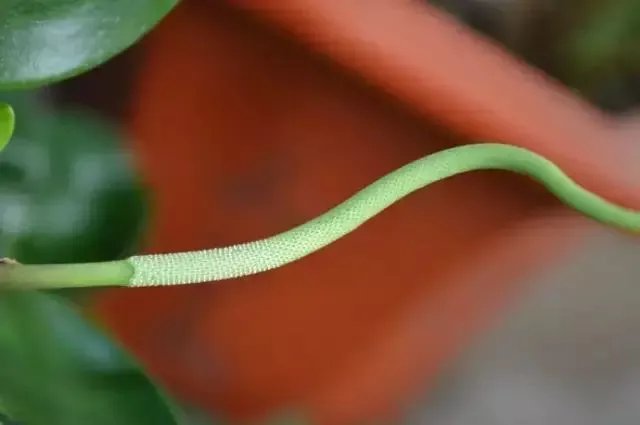 【绿植】开花露峥嵘(上)