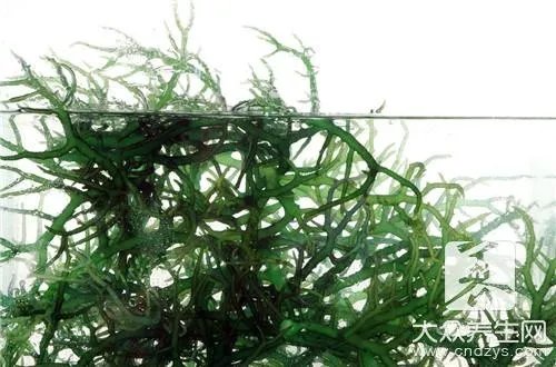 竹叶眼子菜？