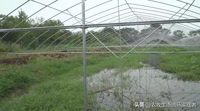 大棚养虾可靠吗?