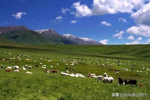 鄂尔多斯哪个草原最值得去