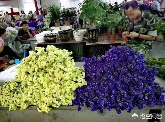 云南有哪些大的鲜花市场?