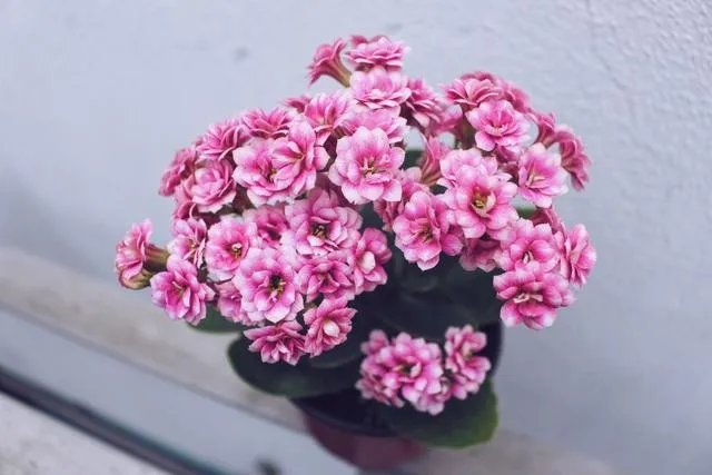 长寿花有毒吗 长寿花可以放在卧室吗