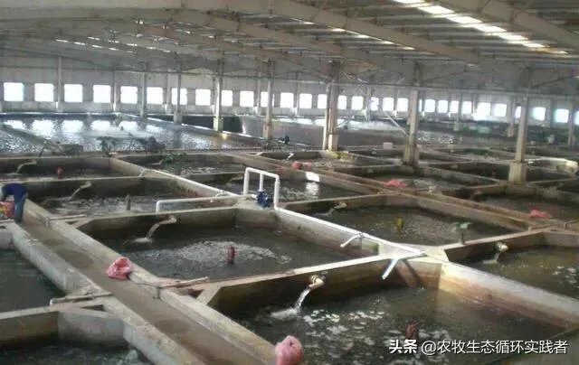 大棚养虾可靠吗?