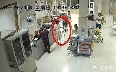 浙江23岁姑娘被蛇咬后徒手握蛇看急诊,离院时带走称将其放生,对此你怎么看?