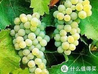 二狗的知识库 篇三:贵腐酒基础知识