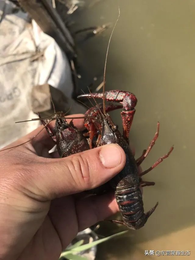 大棚养虾可靠吗?
