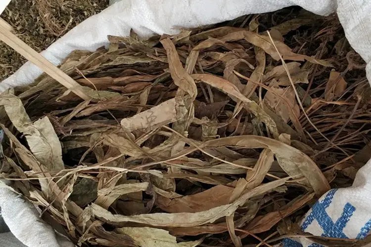 血路草药图片