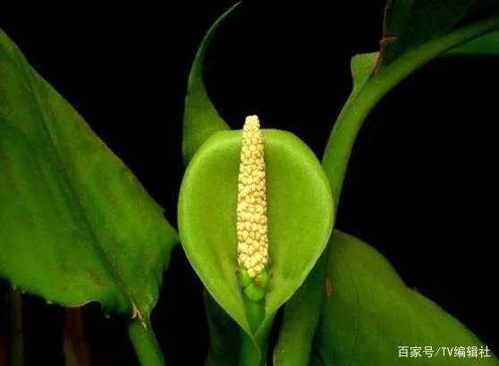万年青开花吗?