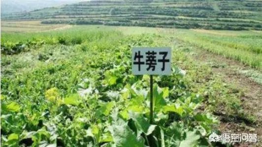 未来种中药材可以赚钱吗?