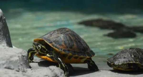 养龟为什么不可以养双?