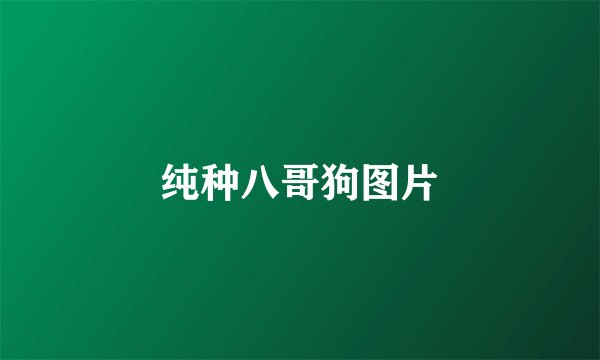 纯种八哥狗图片