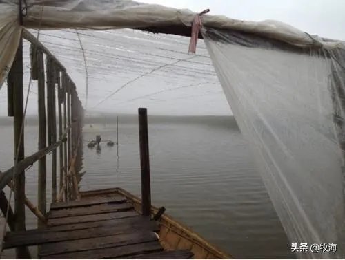 大棚养虾可靠吗?