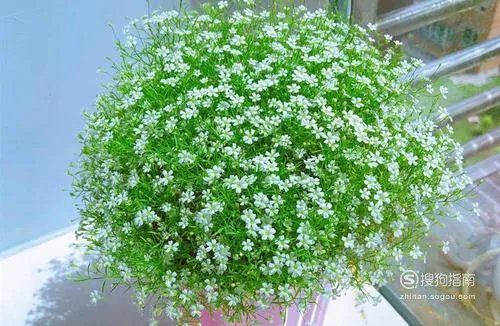 满天星怎么养