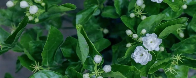 茉莉的养殖方法和注意事项 茉莉的养殖方法和注意事项有哪些