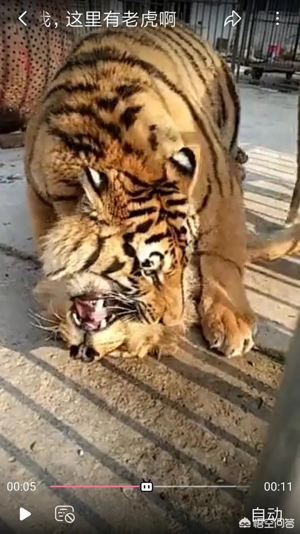 农村老话“宁斗猛虎,不斗疯熊”,这话有道理吗?熊比老虎更可怕吗?