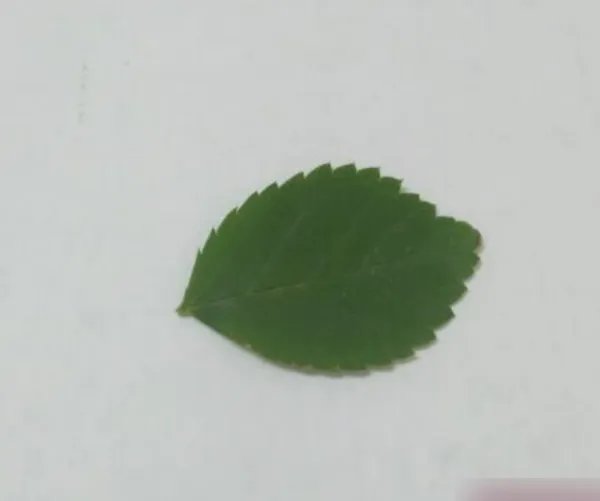 小兔子手工制作方法