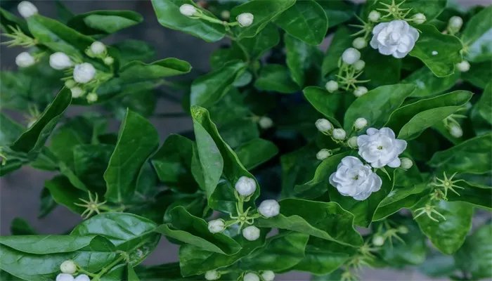 茉莉的养殖方法和注意事项 茉莉的养殖方法和注意事项有哪些