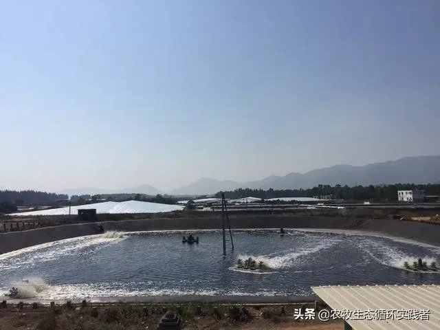 大棚养虾可靠吗?