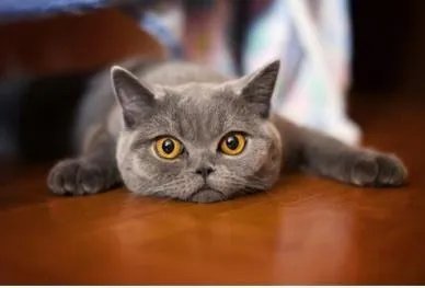 猫食欲不振？