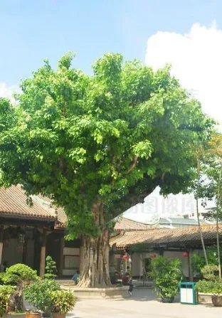 大树的特点是什么?