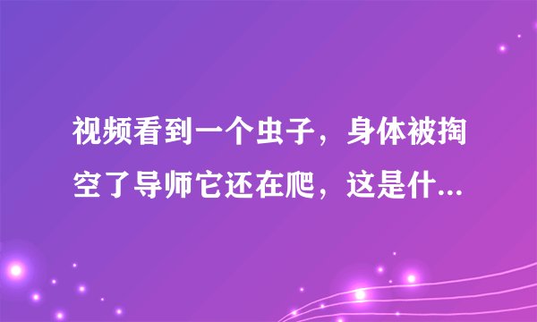 视频看到一个虫子，身体被掏空了导师它还在爬，这是什么情况？