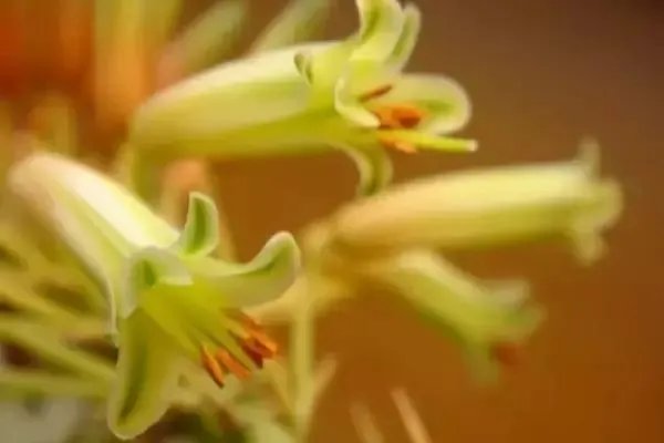 【绿植】开花露峥嵘(上)