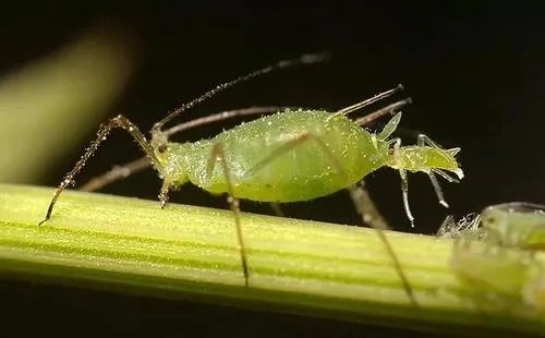 除蚜虫