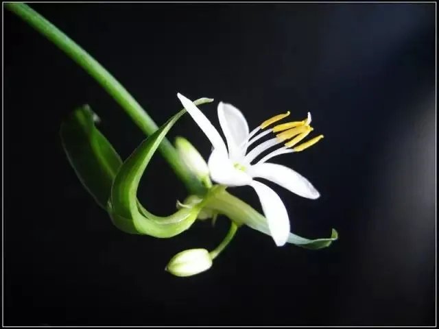 【绿植】开花露峥嵘(上)