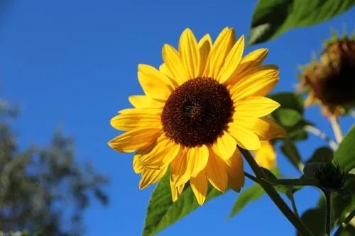 太阳花花语是什么 太阳花有什么寓意