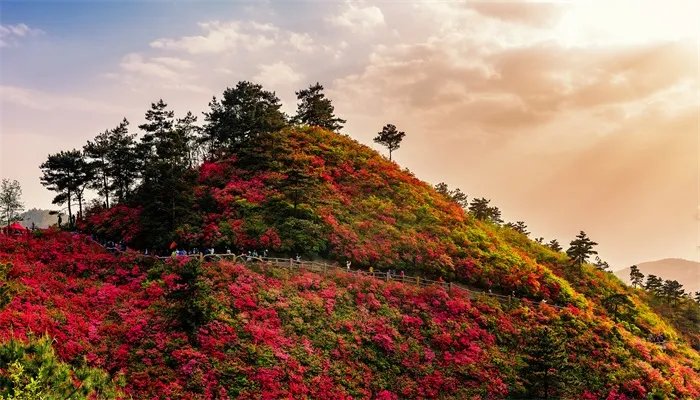 杜鹃花有毒吗 杜鹃花有没有毒
