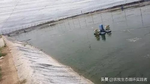 大棚养虾可靠吗?