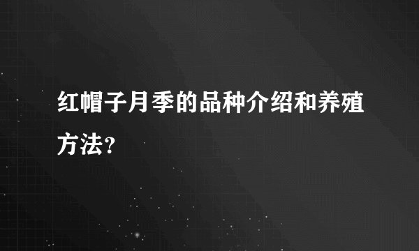 红帽子月季的品种介绍和养殖方法？