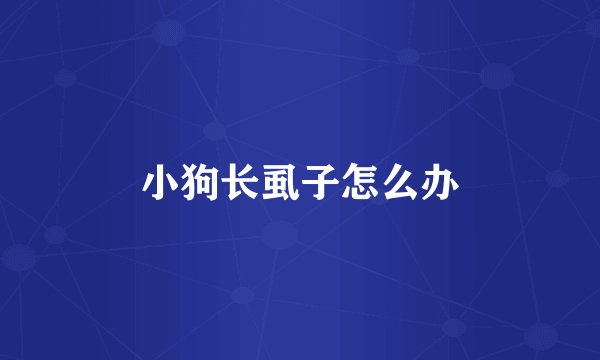 小狗长虱子怎么办
