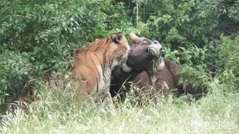 农村老话“宁斗猛虎,不斗疯熊”,这话有道理吗?熊比老虎更可怕吗?