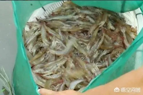 大棚养虾可靠吗?