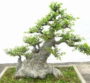榆树盆景图片