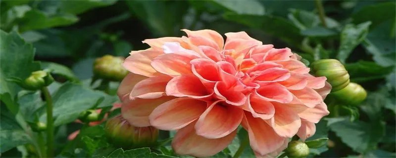 大丽花花语