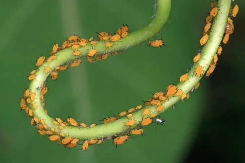 除蚜虫