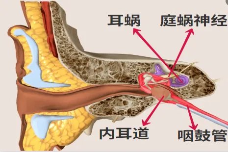 耳朵分布图解
