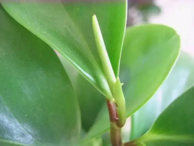 【绿植】开花露峥嵘(上)